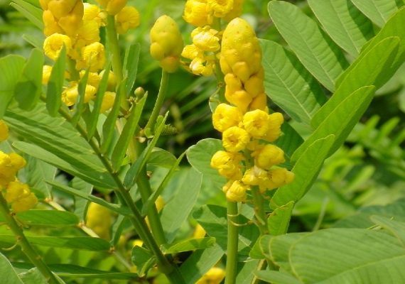 Senna alata (الشمعدان الأصفر)