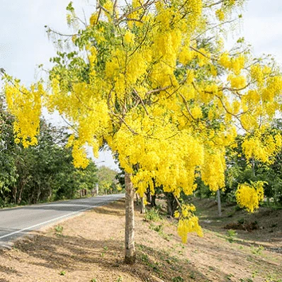 Cassia Fistula (خيار شمبر)