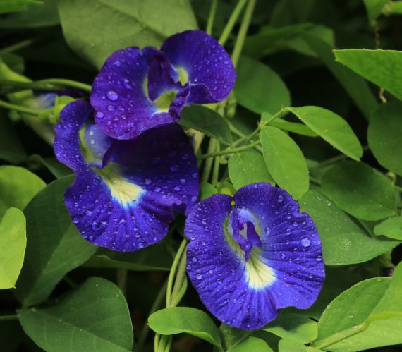 Clitoria Ternatea Blue Tea )(شاي ازرق)