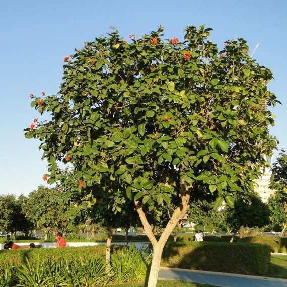 Cordia sebestena (كورديا سيبستينا) - Image 2