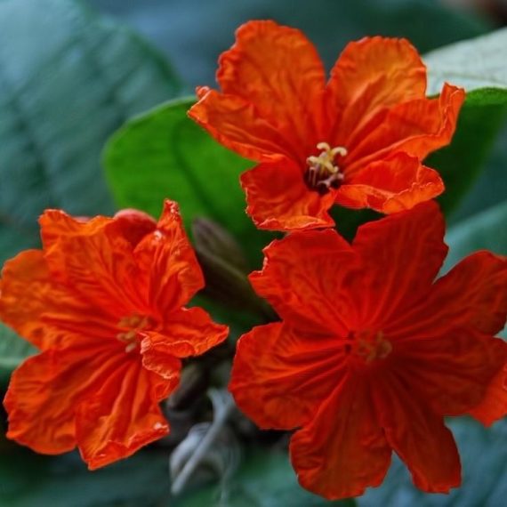Cordia sebestena (كورديا سيبستينا)
