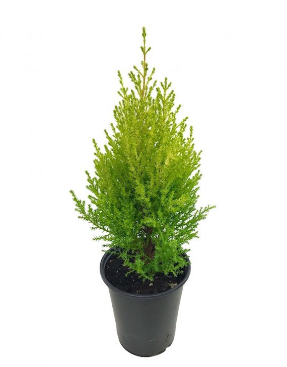 Cupressus Sempervirens (سرو اخضر افقي)