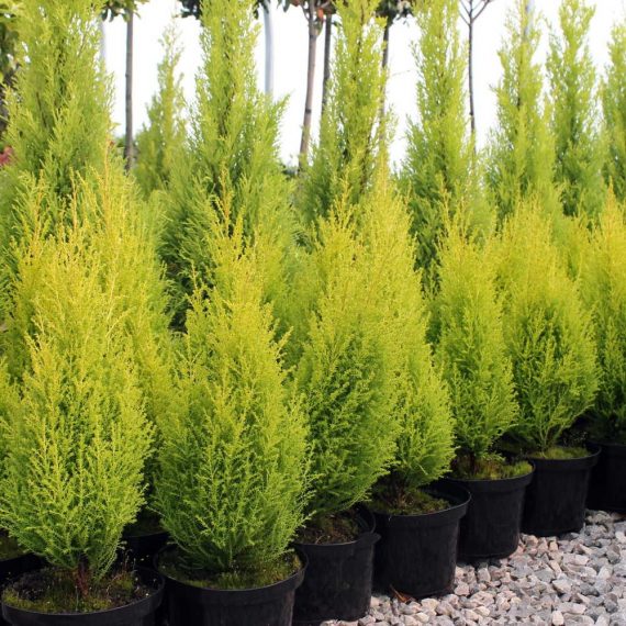 Cupressus Sempervirens (سرو اخضر افقي) - Image 2
