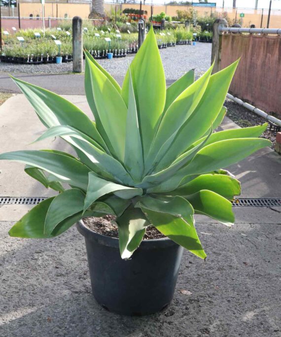 Agave Attentuata (صبّار )