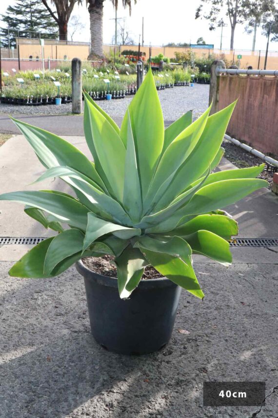 Agave Attentuata (صبّار )