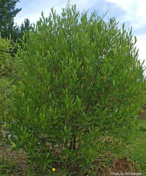 Dodonaea viscosa (شحص - شت - ديدونيا)