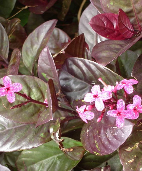 Eranthemum atropurpureum (ارينتيموم)