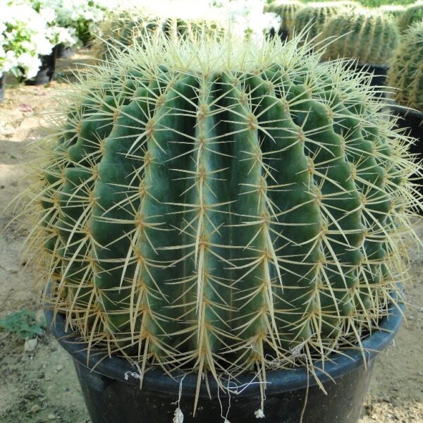 golden barrel cactus (صبّار البرميل الذهبي)