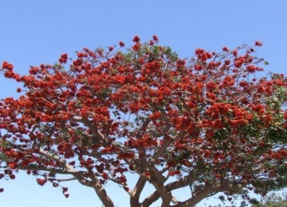 Erythrina Humeana (كافر بؤم)