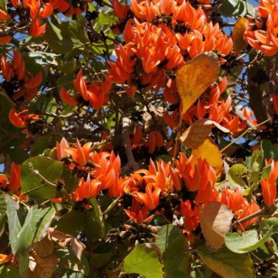 Erythrina Humeana (كافر بؤم) - Image 2