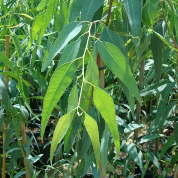 Eucalyptus camaldulensis (كافور كينيا) - Image 2