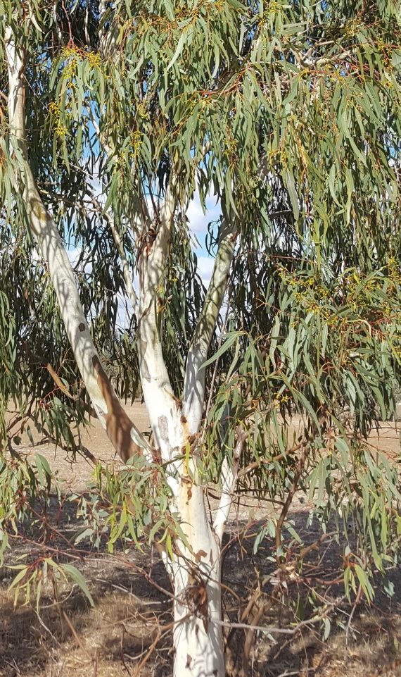 Eucalyptus camaldulensis (كافور كينيا)