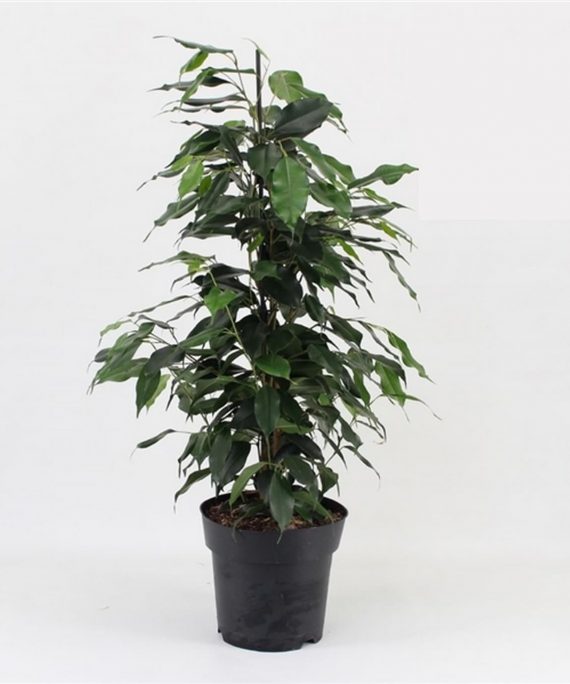 Ficus benjamena (فيكس بنجامينا)