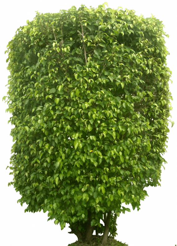 Ficus benjamina (تين بنجامي) - Image 2