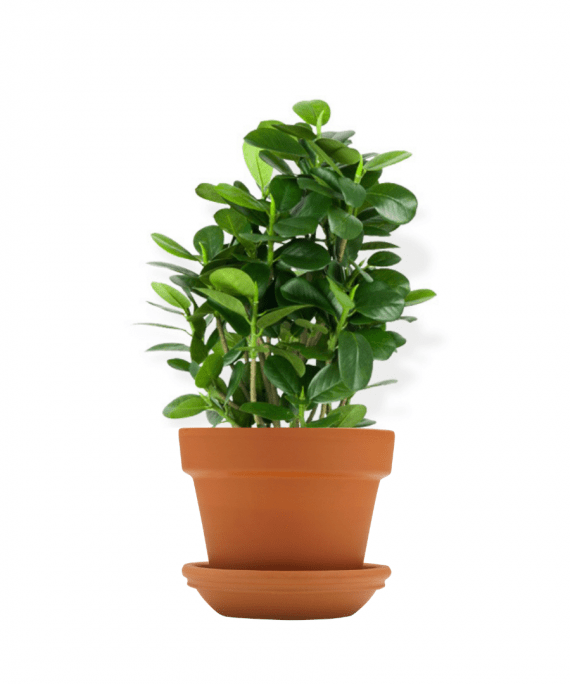 Ficus_Panda_1_Head-Ficus_Retusa_1.70_Mtr_30_Ltr_Pot_1080x1080