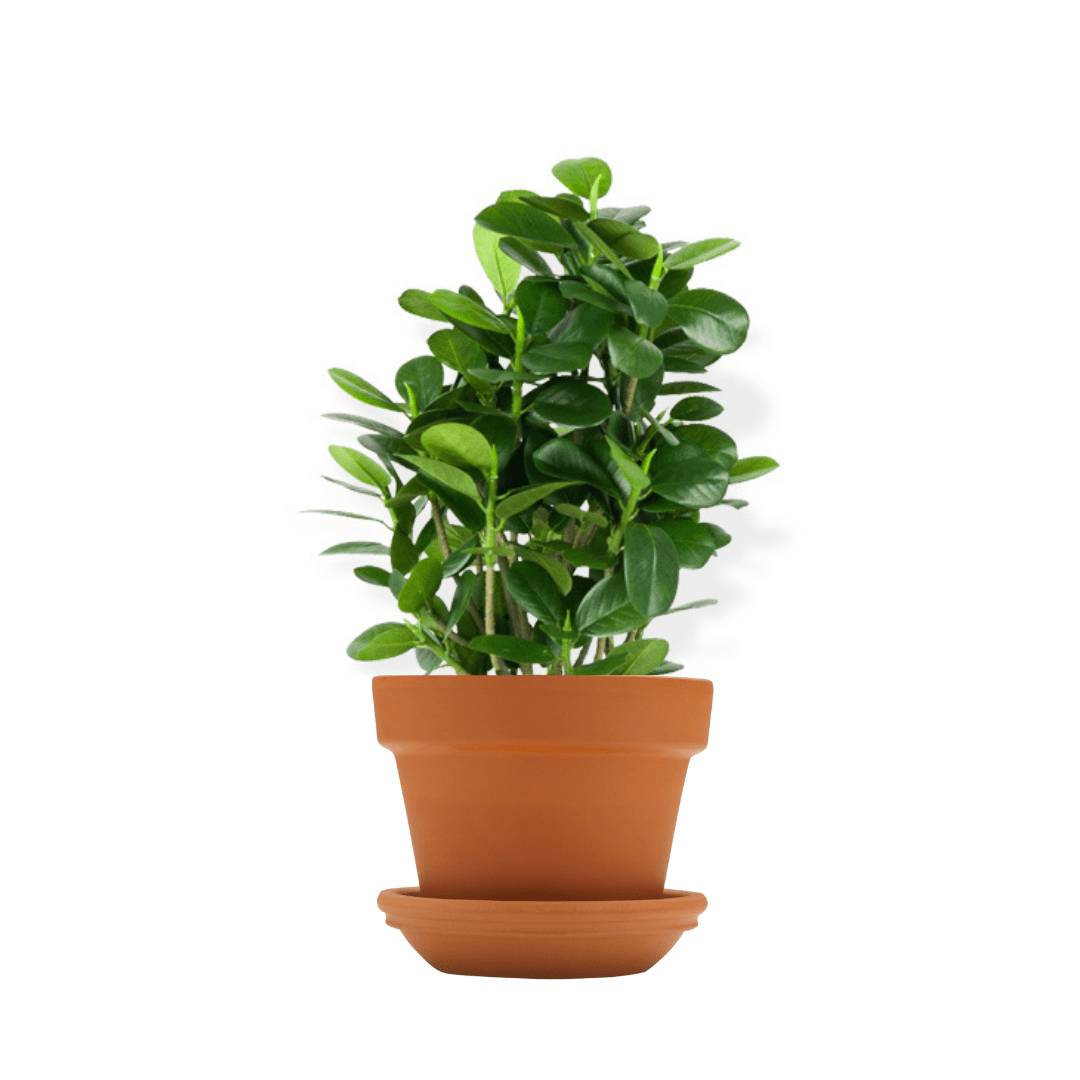 Ficus_Panda_1_Head-Ficus_Retusa_1.70_Mtr_30_Ltr_Pot_1080x1080