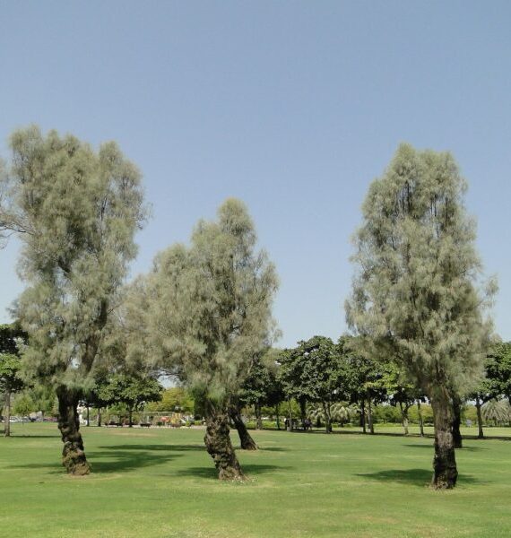 Tamarix aphylla - Tree (الأثل الشجري)