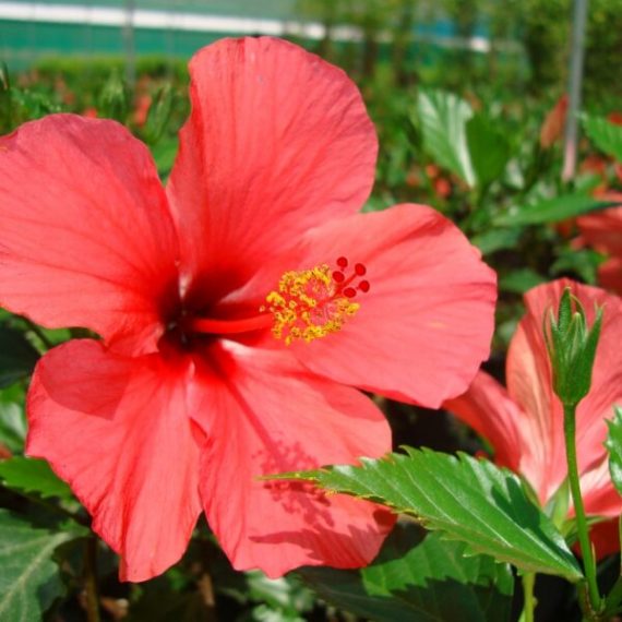 Hibiscus Rosa-Sinensis (هايبسكس) - Image 2