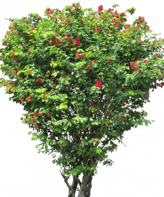 Jatropha integerrima (الجطروفة)