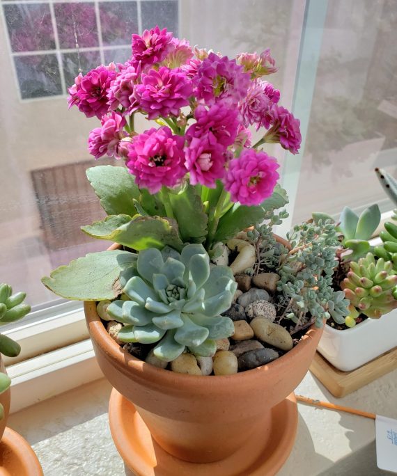Kalanchoe Blossfeldiana (كلنكوة بلوسيفيلد)