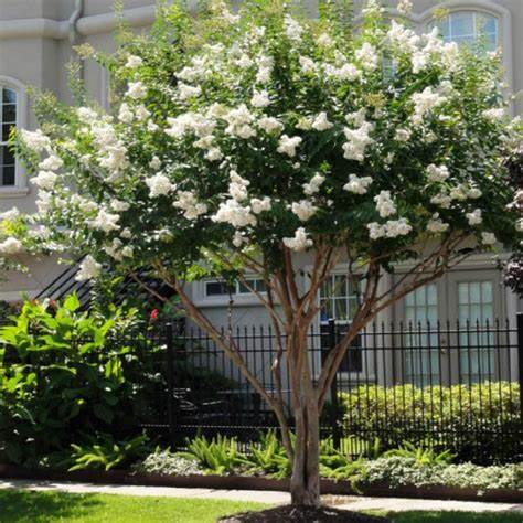 Lagerstroemia Indica White AL Darmaky Lagerstroemia Indica White AL Darmaky
