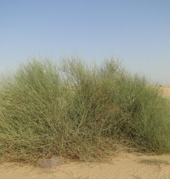 Leptadenia pyrotechnica (مرخ)
