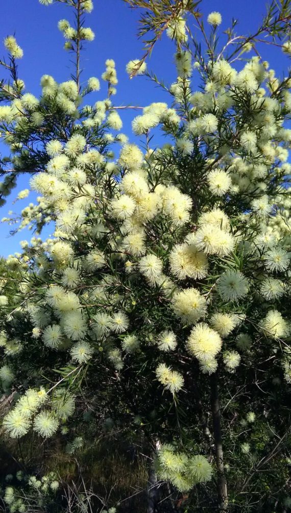 ⁦Melaleuca decora (Melaleuca genistifolia)⁩ - الصورة ⁦2⁩