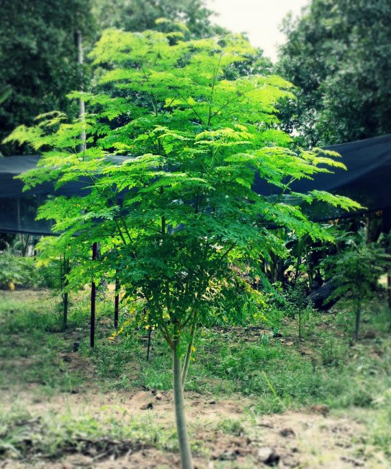 Moringa oleifera  (المورنغا الهندي)