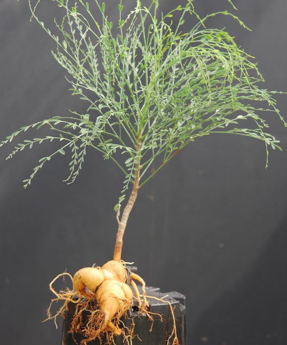 Moringa peregrina - Native Trees (الشوع العربي)