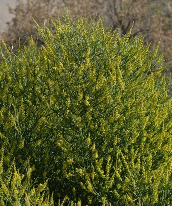 Ochradenus arabicus (علقة)