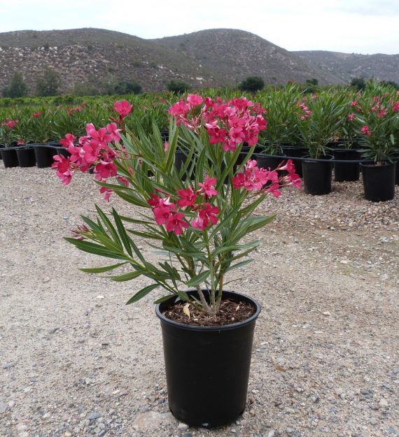 ⁦Nerium Oleander (دفله)⁩ - الصورة ⁦2⁩