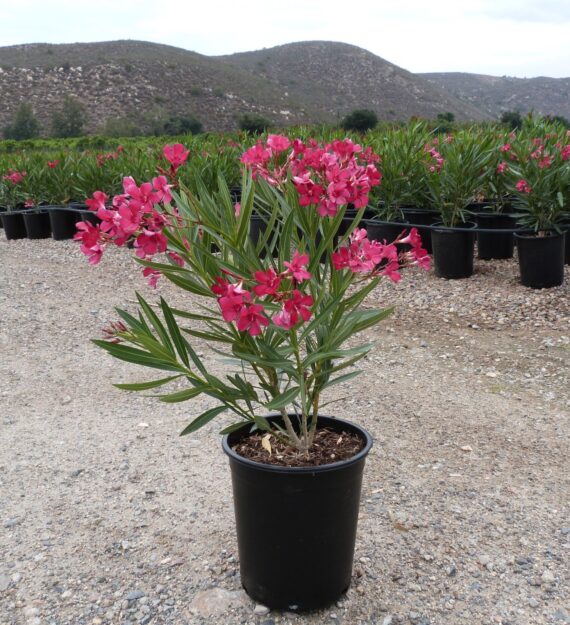 Nerium Oleander (دفله)