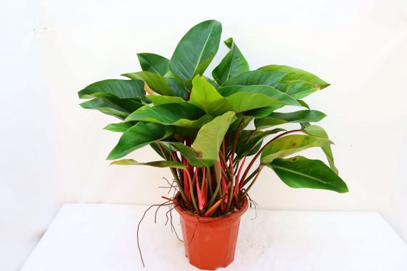 Philodendron erubescens ( الامبراطورة الخضراء)