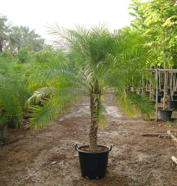 Phoenix roebelenii (نخل روبيليني)