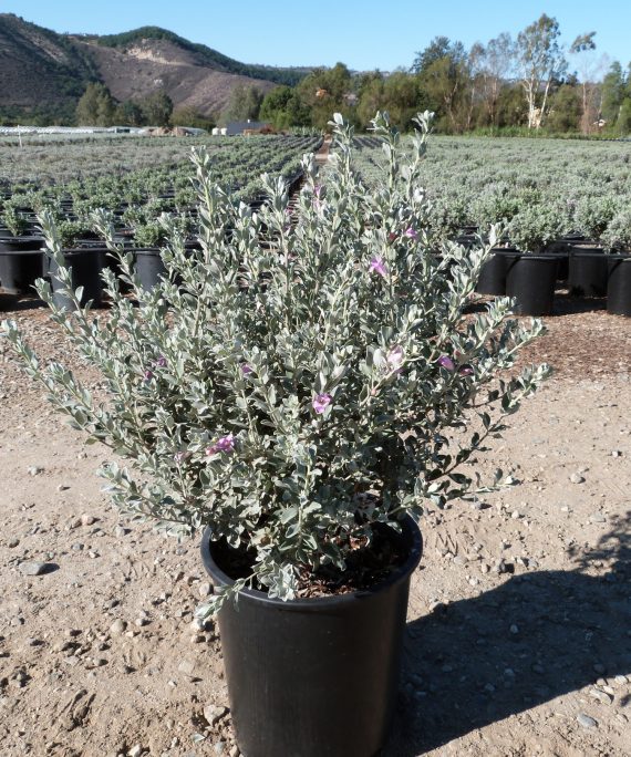 Leucophyllum frutescens (الميرميّة الفضّية)