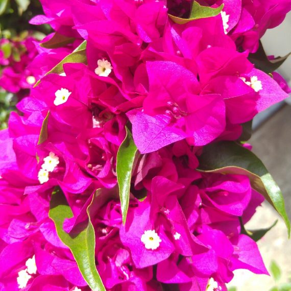 Bougainvillea spectabilis Pink (جهنميه بنك)