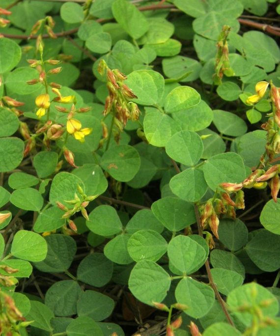 Rhynchosia minima (بقل)