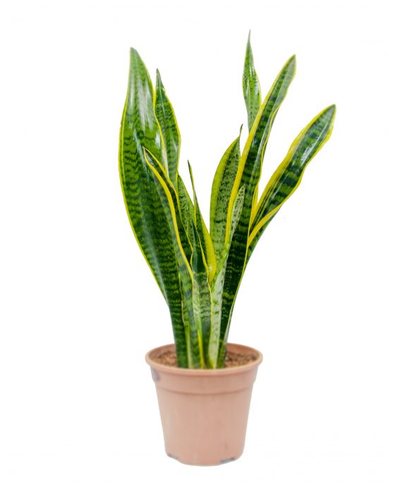 Sansevieria Trifasciata (جلد النمر)