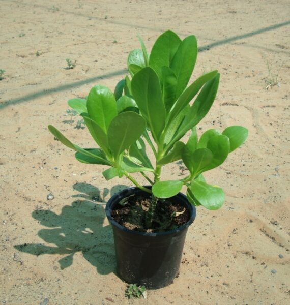 Scaevola frutescens (ملفوف البحر)