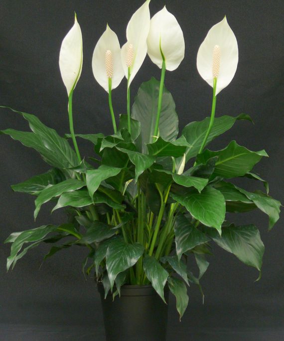 Peace Lily or spath (زنبق السلام)