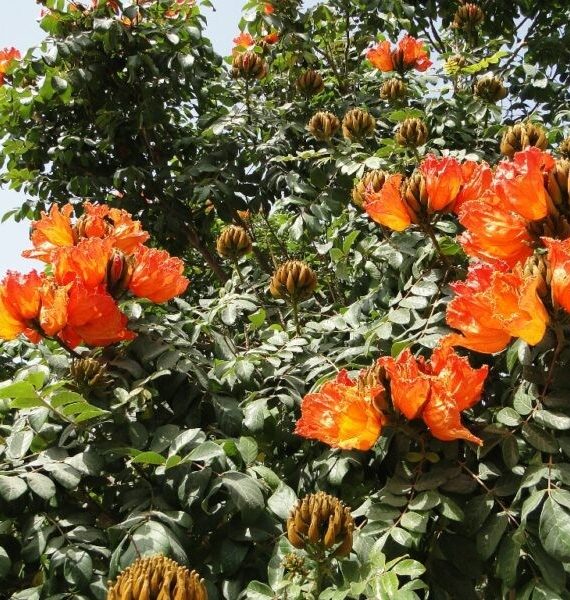 Spathodea Campanulata (التوليب الافريقي)