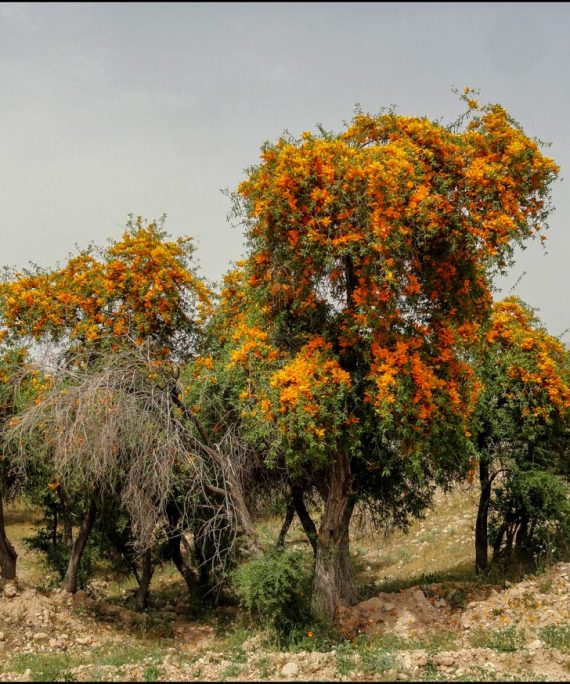 Tecomella undulata (الفرفار)