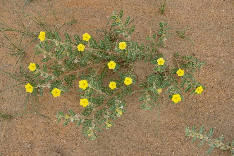 Tribulus arabicus (زهر)