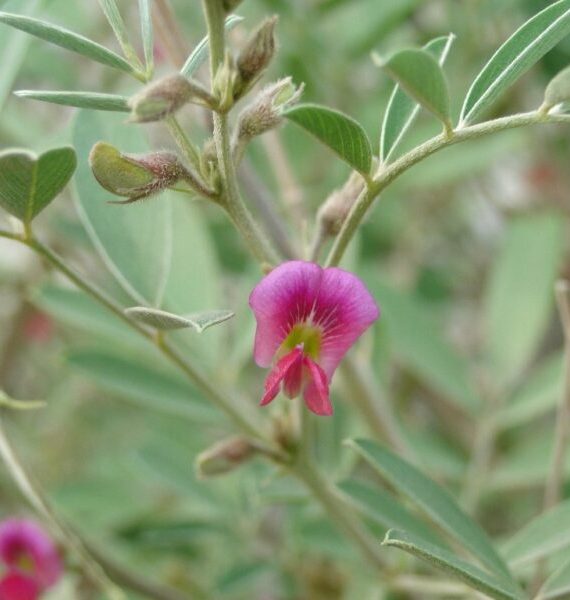 Tephrosia apollinea (ظفرة عريضة)
