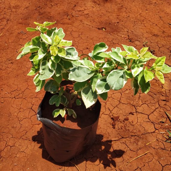 Variegated Bougainvillea  Rubra (جهنميه متنوع)