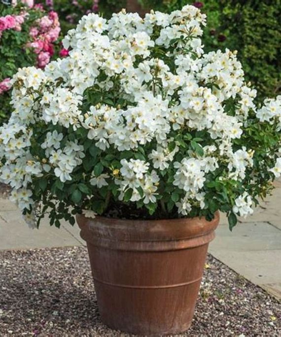 Wrightia antidysenterica (ورايتيا)