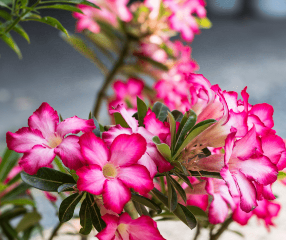 Desert Rose وردة الصحراء is variable, perennial succulent shrub with a thick, usually bottle-shaped, twisted, greyish brown caudex, often more than 1m long and tapering to a many-branched tip. Upright, succulent brown branches produce ovate, grey-green leaves, to 10cm long. Red, pink, or white flowers, to 4-6cm across, are borne in small terminal corymbs throughout summer, sometimes before the leaves. Height 1.5m, Spread 1m. 