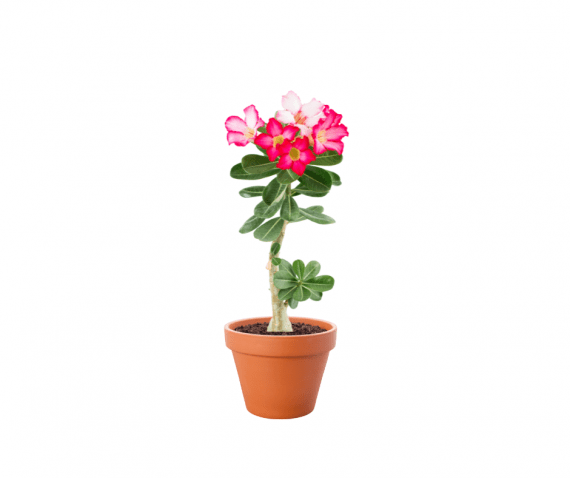 Desert Rose وردة الصحراء is variable, perennial succulent shrub with a thick, usually bottle-shaped, twisted, greyish brown caudex, often more than 1m long and tapering to a many-branched tip. Upright, succulent brown branches produce ovate, grey-green leaves, to 10cm long. Red, pink, or white flowers, to 4-6cm across, are borne in small terminal corymbs throughout summer, sometimes before the leaves. Height 1.5m, Spread 1m. 