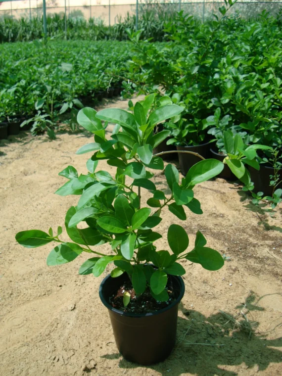 Clerodendron inerme (ياسمين زفر)
