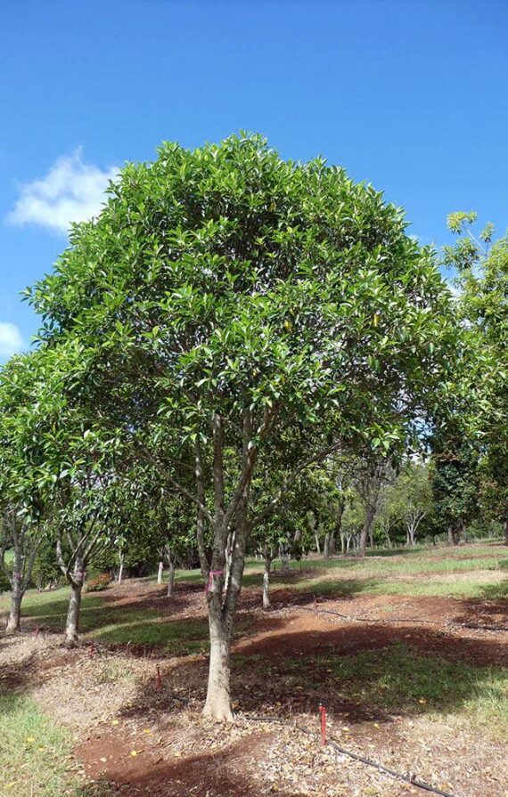 Ficus rubiginosa (شجرة الصدأ)